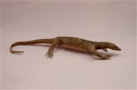 藏品(澤巨蜥)的圖片